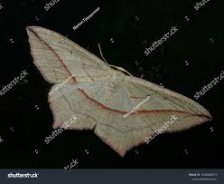 Attēlu rezultāti vaicājumam “Timandra comae”