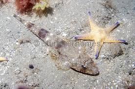 Image result for Platycephalus richardsoni