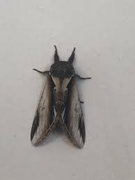 Attēlu rezultāti vaicājumam “Pheosia gnoma male”