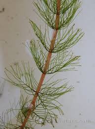 Attēlu rezultāti vaicājumam “Myriophyllum alterniflorum”