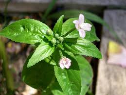 Attēlu rezultāti vaicājumam “Epilobium montanum flower”
