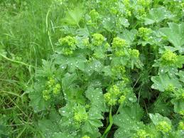 Attēlu rezultāti vaicājumam “Alchemilla subcrenata”