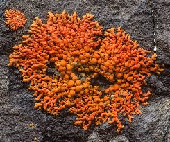 Attēlu rezultāti vaicājumam “Lichenoconium xanthoriae”