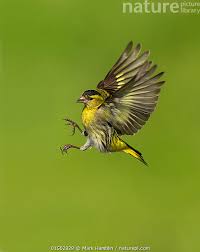 Attēlu rezultāti vaicājumam “Carduelis spinus male”