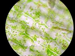 Attēlu rezultāti vaicājumam “Elodea canadensis leaf”