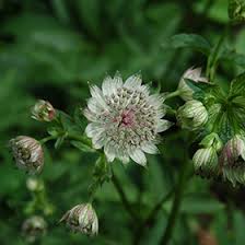 Attēlu rezultāti vaicājumam “Astrantia major”
