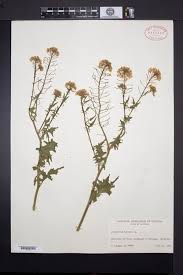 Attēlu rezultāti vaicājumam “Sisymbrium loeselii”