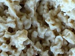 Attēlu rezultāti vaicājumam “Didymium spongiosum plasmodium”