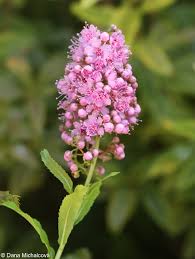 Attēlu rezultāti vaicājumam “Spiraea salicifolia”