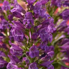 Image result for Penstemon