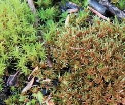 Attēlu rezultāti vaicājumam “Campylopus pyriformis sporophyte”
