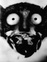 GERHARD LANG - Palaeanthropical Physiognomy - Identikit Photographs