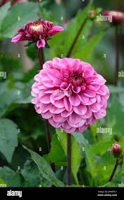 Image result for Dahlia Darkarin`