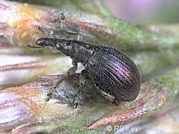 Attēlu rezultāti vaicājumam “Apion sp.”