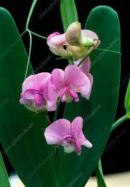 Attēlu rezultāti vaicājumam “Lathyrus palustris flower”
