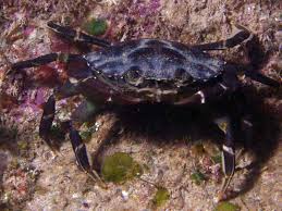 Image result for Carcinus maenas