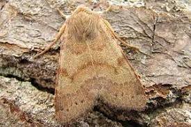 Attēlu rezultāti vaicājumam “Agrochola helvola”