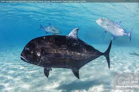 Image result for Caranx ignobilis