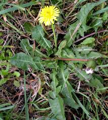 Attēlu rezultāti vaicājumam “Taraxacum suecicum leaf”