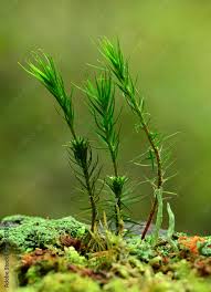 Attēlu rezultāti vaicājumam “Dicranum scoparium”