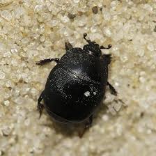 Attēlu rezultāti vaicājumam “Hypocaccus rugiceps”