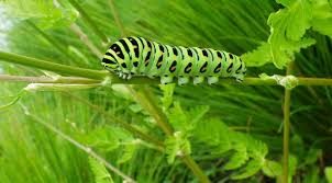 Attēlu rezultāti vaicājumam “Papilio machaon larva”