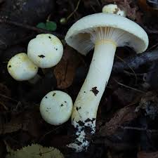 Attēlu rezultāti vaicājumam “Flaviporus citrinellus”