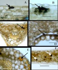 Attēlu rezultāti vaicājumam “Trifolium montanum leaf”