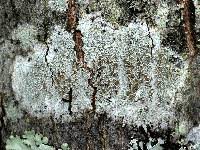 Attēlu rezultāti vaicājumam “Lecanora allophana”