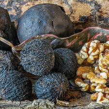 Attēlu rezultāti vaicājumam “Juglans x sinensis fruit”