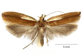 Attēlu rezultāti vaicājumam “Ypsolopha parenthesella”