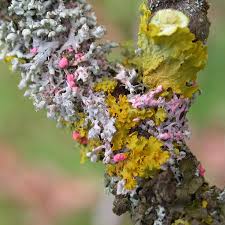 Attēlu rezultāti vaicājumam “Illosporiopsis christiansenii”