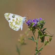 Attēlu rezultāti vaicājumam “Pontia edusa”