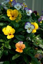 Attēlu rezultāti vaicājumam “Viola uliginosa”