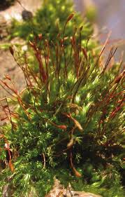 Attēlu rezultāti vaicājumam “Pylaisia polyantha”