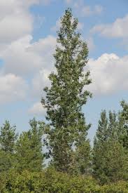 Attēlu rezultāti vaicājumam “Populus x petrowskyana”