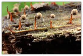 Attēlu rezultāti vaicājumam “Cribraria splendens”