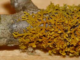 Attēlu rezultāti vaicājumam “Xanthoria candelaria”