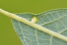 Attēlu rezultāti vaicājumam “Salix cinerea leaf”