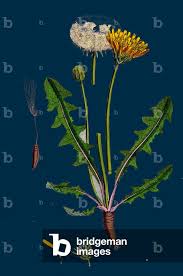 Attēlu rezultāti vaicājumam “Atriplex littoralis”