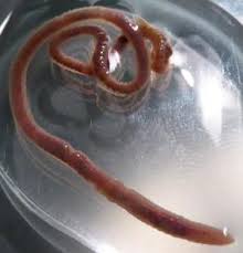 Attēlu rezultāti vaicājumam “Lumbricidae”