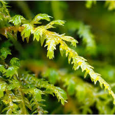 Attēlu rezultāti vaicājumam “Anomodon attenuatus sporophyte”