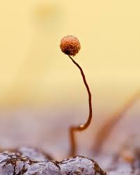 Attēlu rezultāti vaicājumam “Cribraria microcarpa spores”