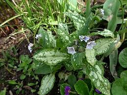 Image result for Pulmonaria Silverado