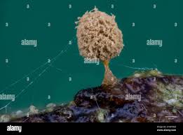 Attēlu rezultāti vaicājumam “Trichia sp.”