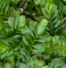 Attēlu rezultāti vaicājumam “Jungermannia leiantha”