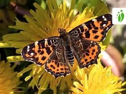 Attēlu rezultāti vaicājumam “Araschnia levana upperside”