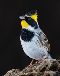 Image result for Emberiza fucata