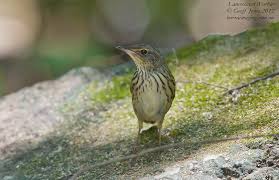 Image result for Locustella lanceolata