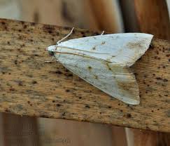 Attēlu rezultāti vaicājumam “Evergestis extimalis”